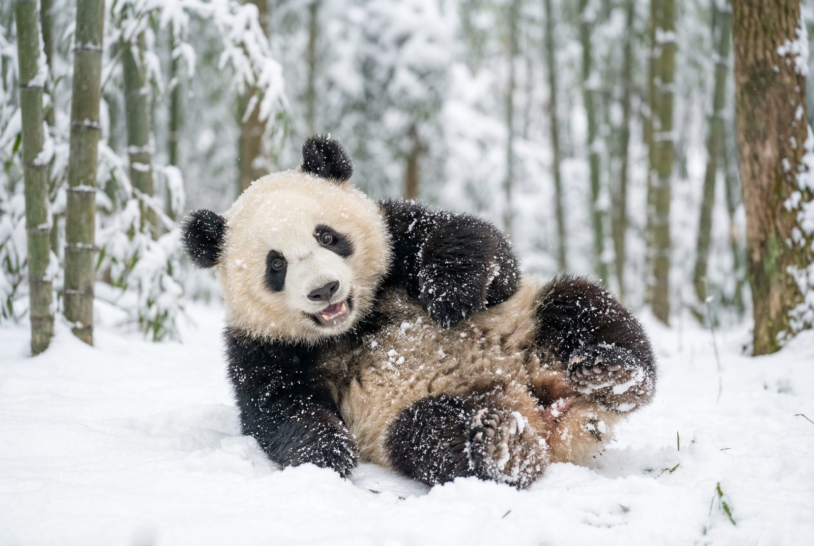 抖荫短视频熊猫雪地嬉戏视频