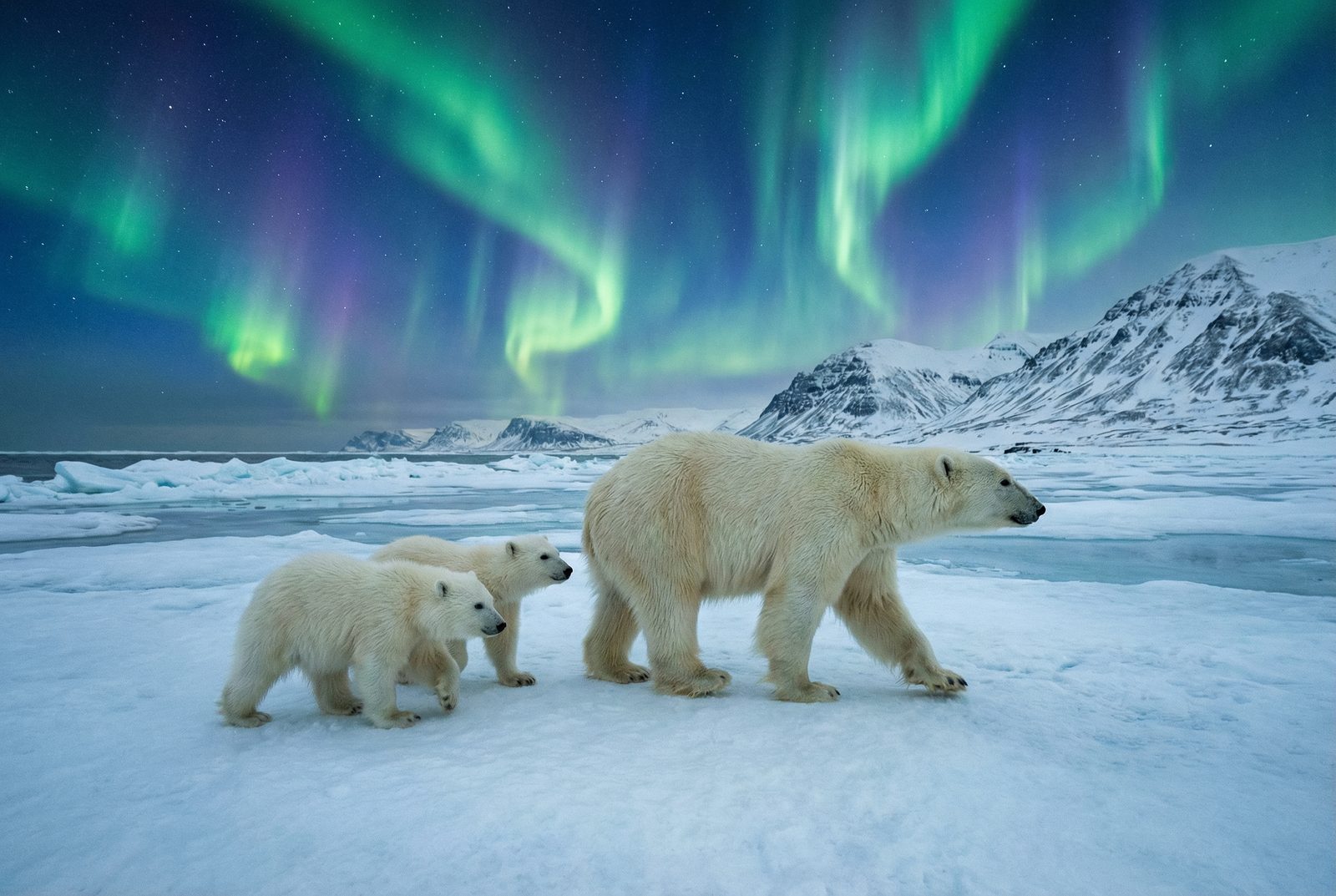 抖荫短视频北极熊极光视频